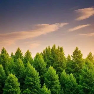 trees background