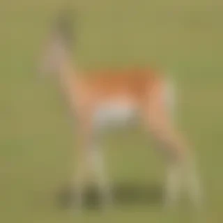 gazelle animal