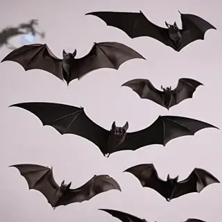 bats png