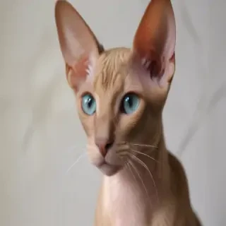 peterbald cat breed
