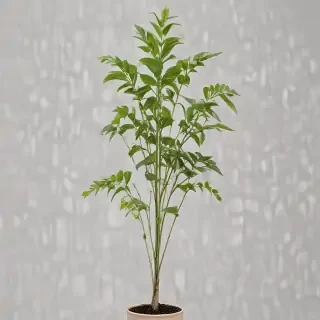 plant transparent