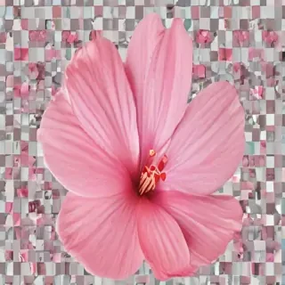pink flower png