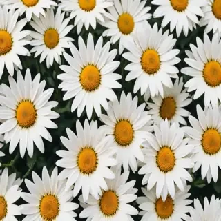 aesthetic daisy wallpaper