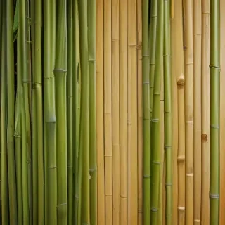 bamboo background