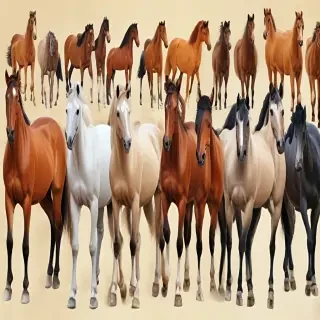 horses clip art