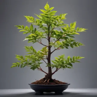 plant transparent