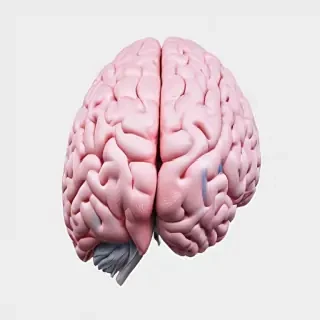 brain transparent background