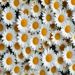 daisy background