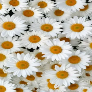 daisy background