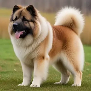 caucasian shepherd dog