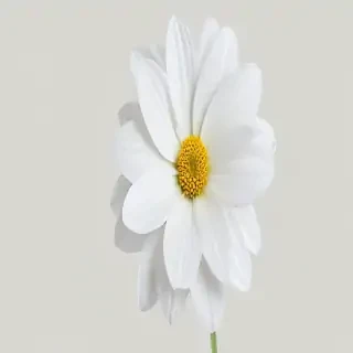 white flower transparent background