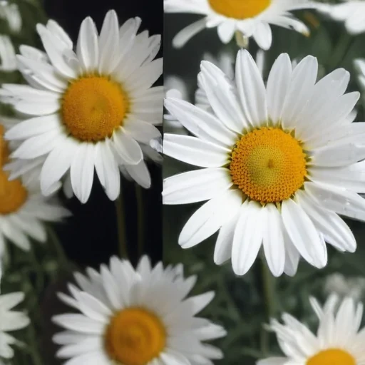 aesthetic daisy wallpaper