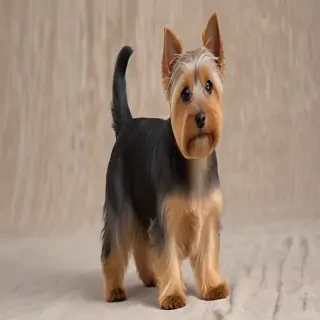 silky terrier