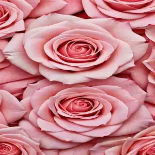 wallpaper iphone rose