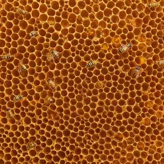 honey background