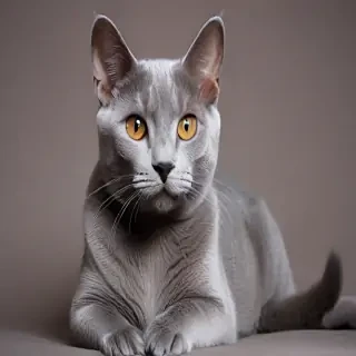 russian blue cat breed