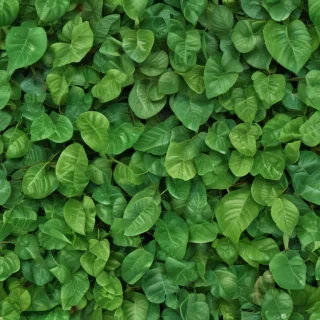 green leaf background