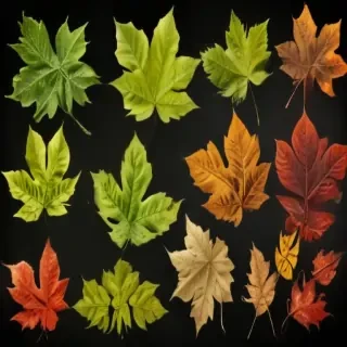leaves no background