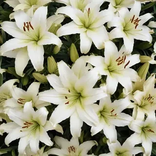 lily background