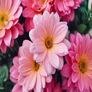 iphone wallpaper flower background
