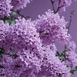 aesthetic lilac wallpaper