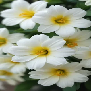 white flowers wallpaper iphone