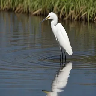 snowy egret