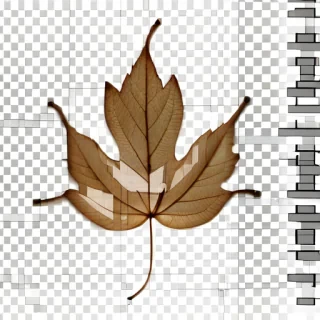 leaf transparent