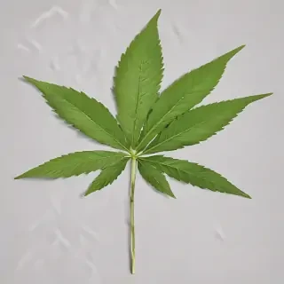 pot leaf png