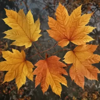 autumn leaves png