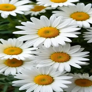wallpaper daisy flower