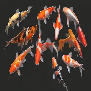 koi fish png
