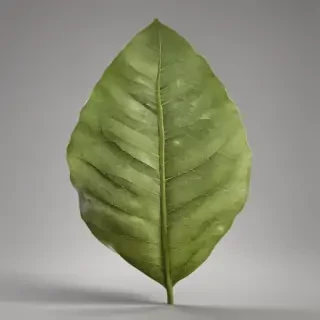 leaf png transparent