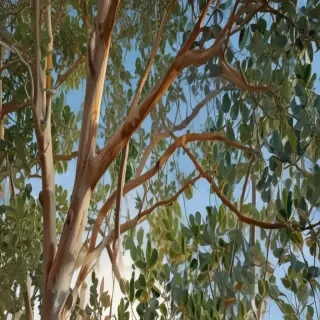 transparent eucalyptus