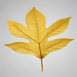 leaf transparent background