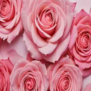wallpaper iphone rose