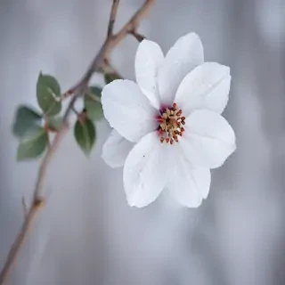 winter flower wallpaper background