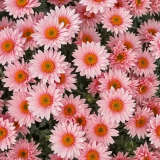 chrysanthemum png
