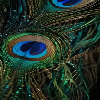 peacock feather images