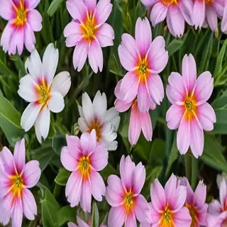 spring flowers