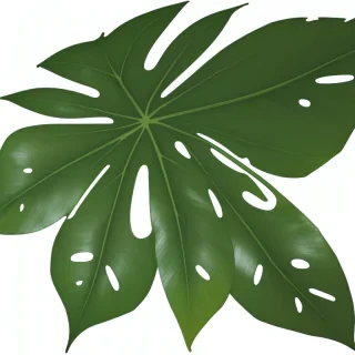 tropical leaf png