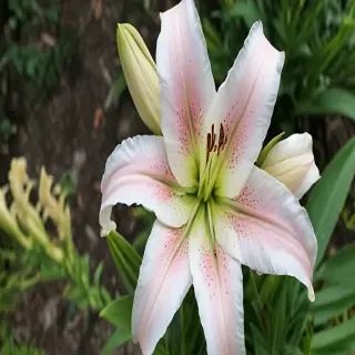 lily flower