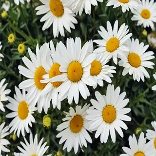 daisy desktop wallpaper