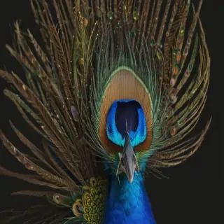peacock feather png