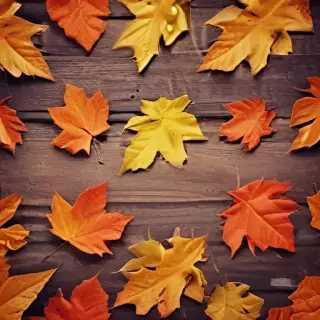autumn background iphone