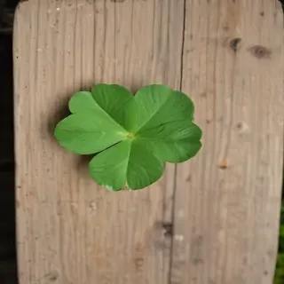 4 leaf clover