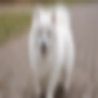 japanese spitz dog breed
