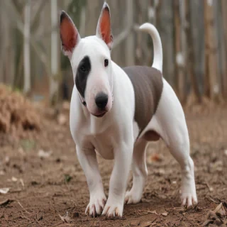 bull terrier dog breed