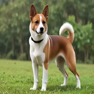 taiwan dog breed