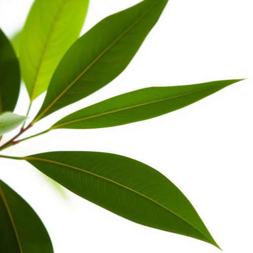 leaf transparent background